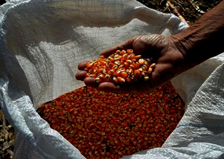 Mercado do milho será impactado pelo clima nos EUA? Confira análise