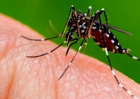 IVINHEMA: Município registra primeira morte por dengue e casos confirmados são alarmantes