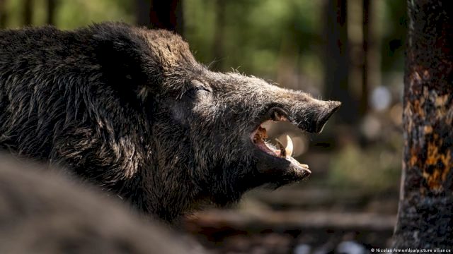 Criada armadilha que evita ataque de Javalis, confira! — BataNews - Ética e profissionalismo