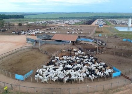 Com 151.000 bovinos, maior Boitel do país segue crescendo
