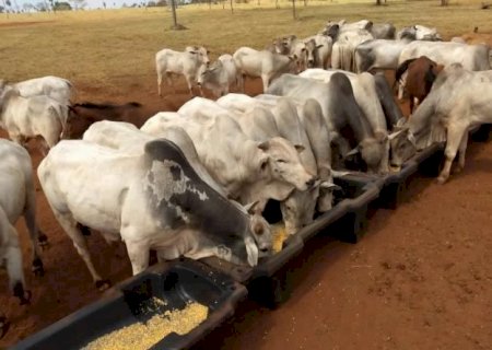 Produção de ração animal cresce e atinge 82 milhões de t