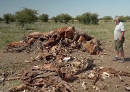 Seca mata milhares de cabeças de gado e ameaça pecuária na Argentina