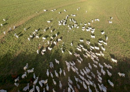 Mapa receberá contribuições da sociedade sobre rastreabilidade na cadeia produtiva de carnes de bovinos e de búfalos