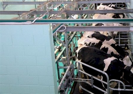 Pesquisadores aumentam índice de prenhez do gado