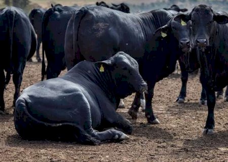 Arroba do boi cai quase 21% em um ano; vaca acompanha a queda