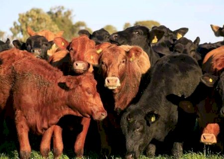 Aplicativo com comando de voz permite pesagem de gado sem balança