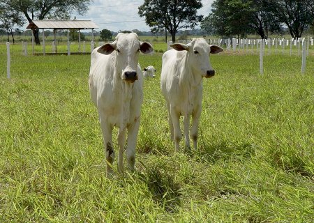 Veja como ficaram os preços do boi no início desta semana