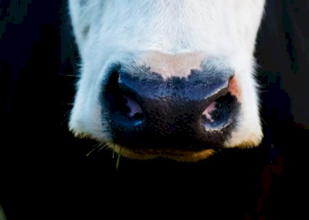 MAPA confirma caso suspeito do mal da “vaca louca” no Pará