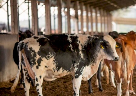 Vendas de carne bovina à China são suspensas após caso de vaca louca