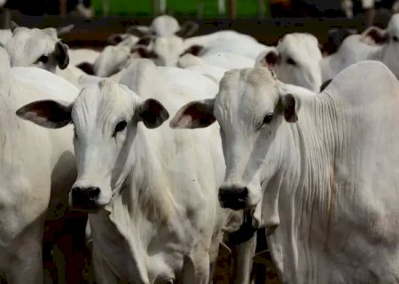 Boi: veja como ficou o mercado durante o feriado