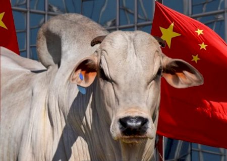 China irá importar muita carne em 2023? Confira!