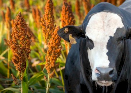 Tendência é de queda dos insumos da nutrição animal em 2023