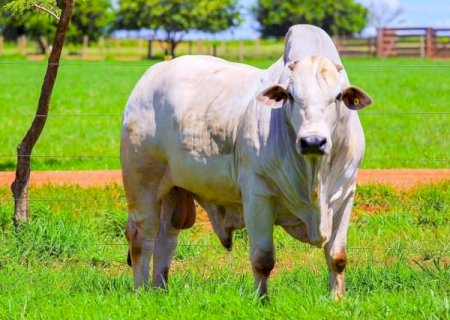 Pecuaristas exigem livre comércio de genética bovina no país