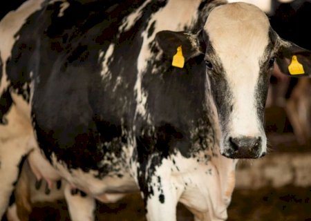 Vaca louca: Ministério da Agricultura confirma que caso recente é atípico