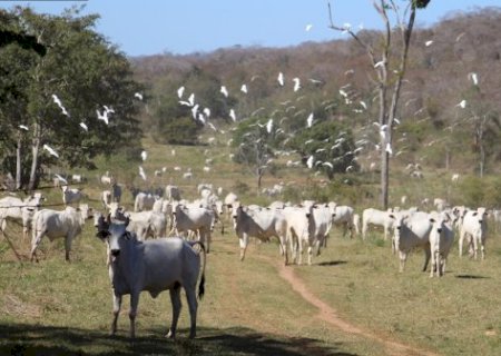 Para fazer pastagem, fazendeiro quer cortar 10 mil hectares do Pantanal