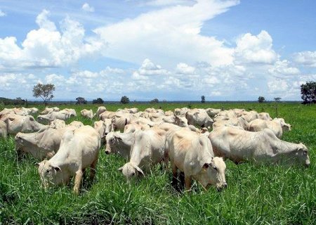Boi gordo: boas condições de pastagens favorecem estratégia de retenção