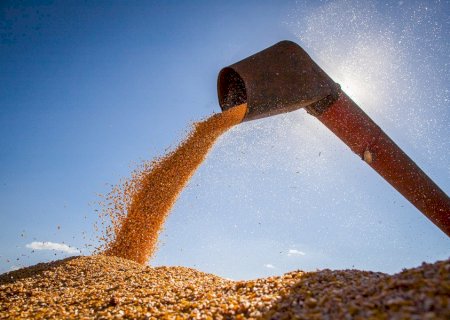 IBGE reduz em 1,3% previsão de safra para este ano