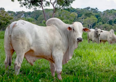 Arroba do boi sobe 10% em março e volta ao nível anterior ao embargo chinês