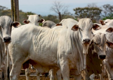 Arroba começa a ceder em algumas regiões, veja o cenário para esta quarta