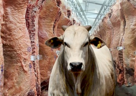 Embarque de carne bovina: 1º TRI tem 2º melhor desempenho da história
