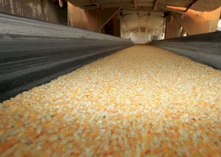 Brasil deve superar EUA na exportação de milho