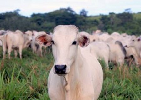 Pesquisa da UFMS comprova que brinco da Vetoquinol zera infestações de mosca-dos-chifres em 30 minutos