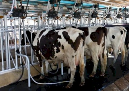 Leite recua no campo e deixa de pressionar a inflação