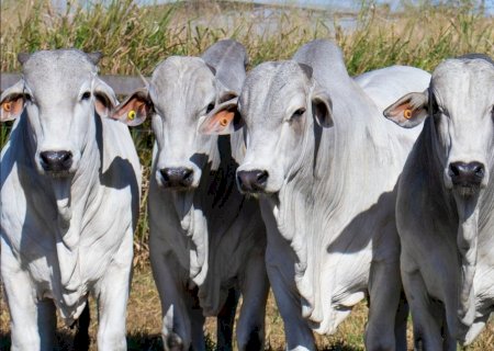 Poder de compra do pecuarista sobe frente ao milho