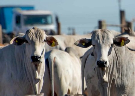Boi gordo recua a R$ 234/@ com queda de braço entre frigorífico e pecuarista