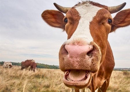 Como melhorar a fertilidade das vacas leiteiras?