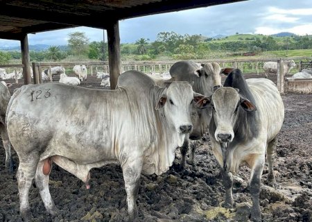 Vai vender seu boi gordo? Confira isso antes de negociar seu rebanho