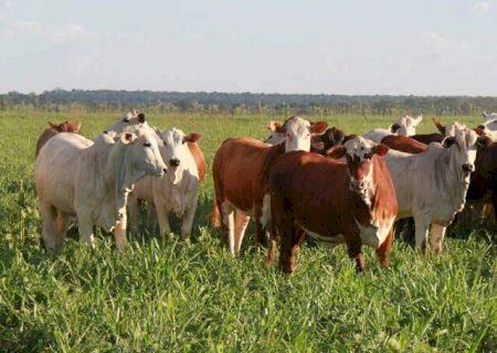 Nova Andradina vai sediar seminário de integração lavoura-pecuária dia 30
