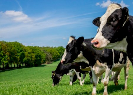 Produtores estão criando vacas resistentes ao calor