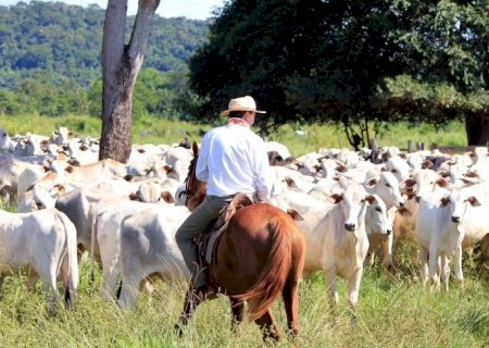 Como a pecuária brasileira deve terminar 2023