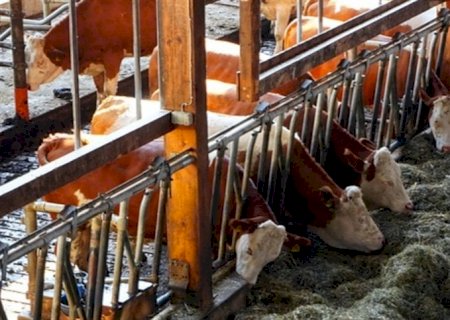Cuidado com as proteínas na ração da sua vaca