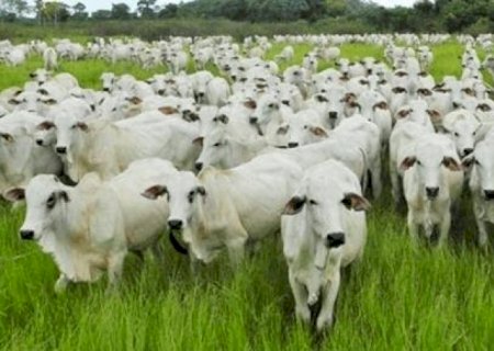 Preços têm forte queda no campo e pressionam menos no varejo