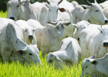 Mercado do boi gordo no Brasil: preços continuam firmes