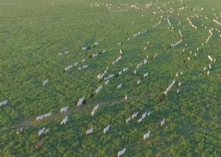 Boi: oferta de animais confinados deixa mercado acomodado