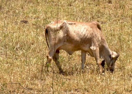 Excesso de chuva e calor provoca queda na produção de leite