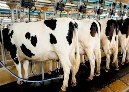 Atividade leiteira fecha ano com preços em baixa