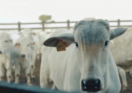 Confira como iniciam os preços do agronegócio nesta quinta-feira
