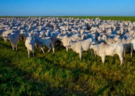 Preços do boi gordo encontram ponto de equilíbrio com oferta curta e demanda enfraquecida