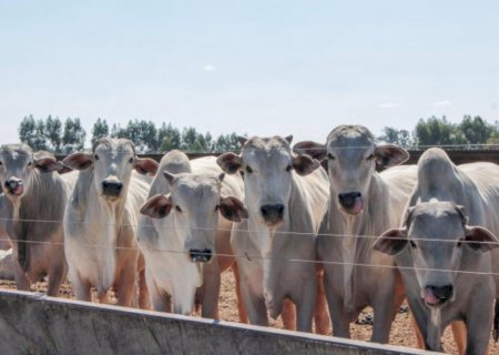 Confira como 2024 começou no mercado do boi gordo; veja preços
