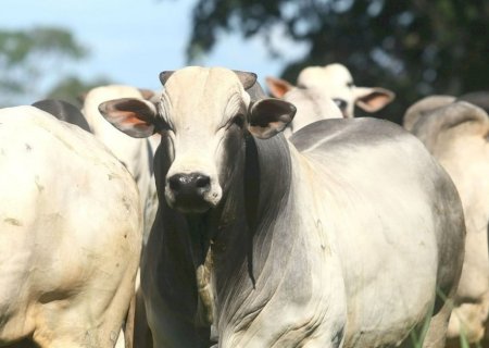 Boi gordo abre o ano acima de R$ 252/@, mas traz pontos de alerta