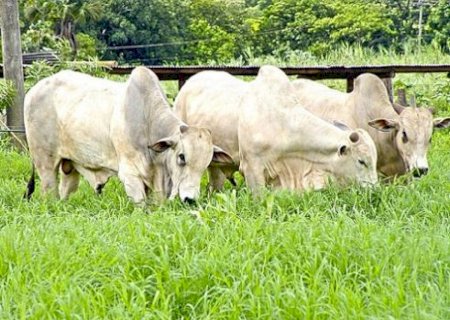 Exportação de carne bovina cresce 28% em janeiro