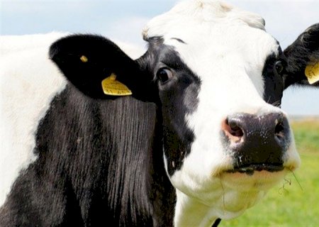 Aumento de carrapatos e problemas no leite preocupam produtores