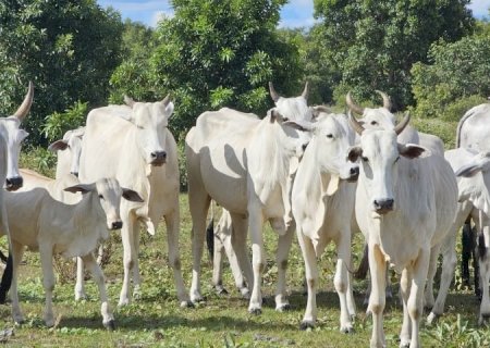 Novo sistema de cadastramento para o Programa Precoce MS já está em vigor