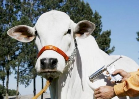 Brasil caminha a 'passos largos' para ser território livre de aftosa sem vacinação