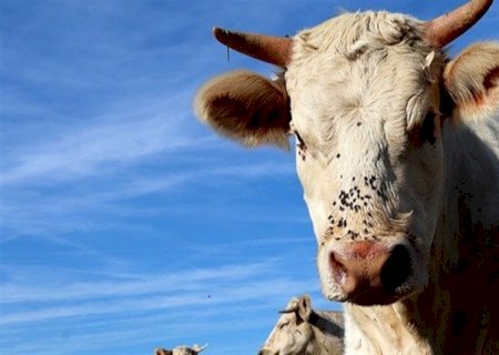 Nutrição é essencial para fortalecer imunidade dos bovinos