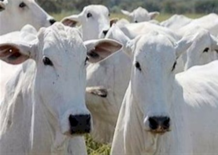 Prevenir doenças do rebanho reduz efeito estufa